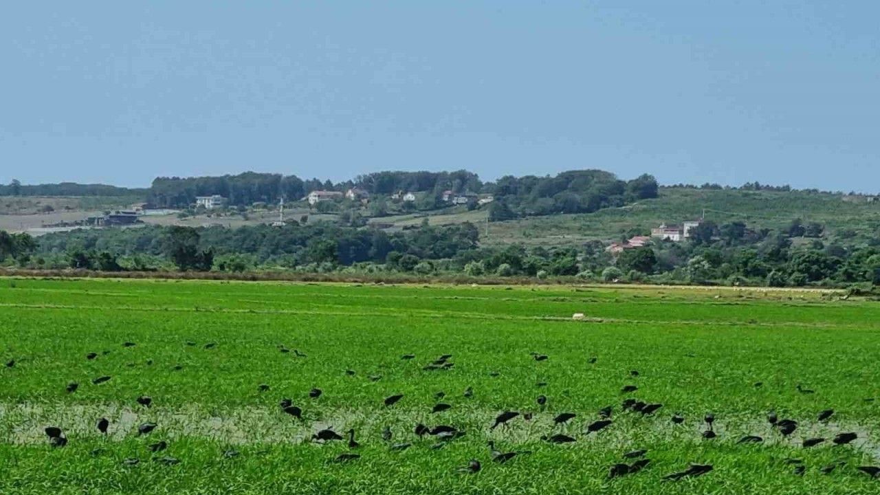 celtikci-kuslari-sinopta-goruntulendi