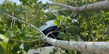 curuyen-agacin-devrilmesi-sonucu-4-arac-hasar-gordu