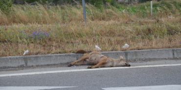 ARACIN ÇARPTIĞI ÇAKAL TELEF OLDU