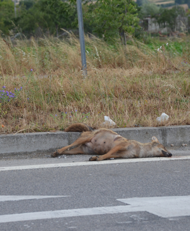 ARACIN ÇARPTIĞI ÇAKAL TELEF OLDU