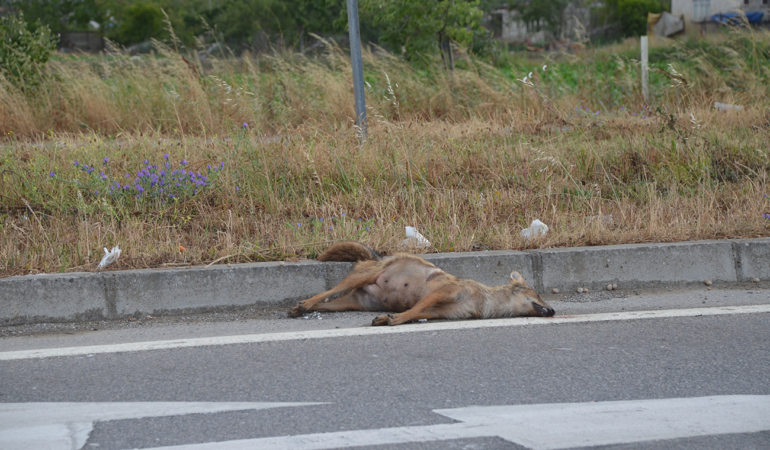 ARACIN ÇARPTIĞI ÇAKAL TELEF OLDU