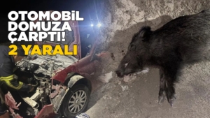 Otomobil yaban domuzuna çarptı