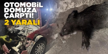 Otomobil yaban domuzuna çarptı