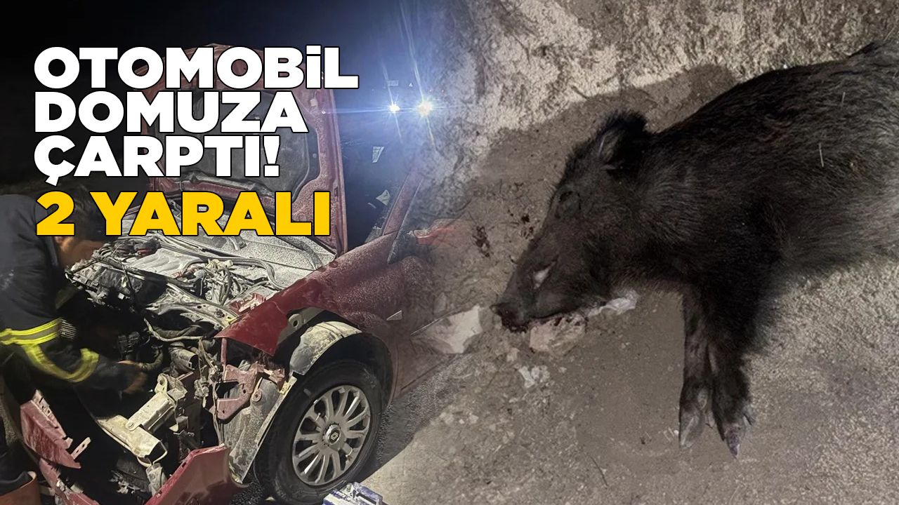 Otomobil yaban domuzuna çarptı