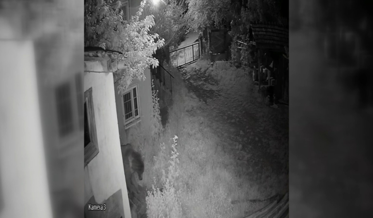 EVİN BAHÇESİNE GİREN AYI KAMERAYA YANSIDI