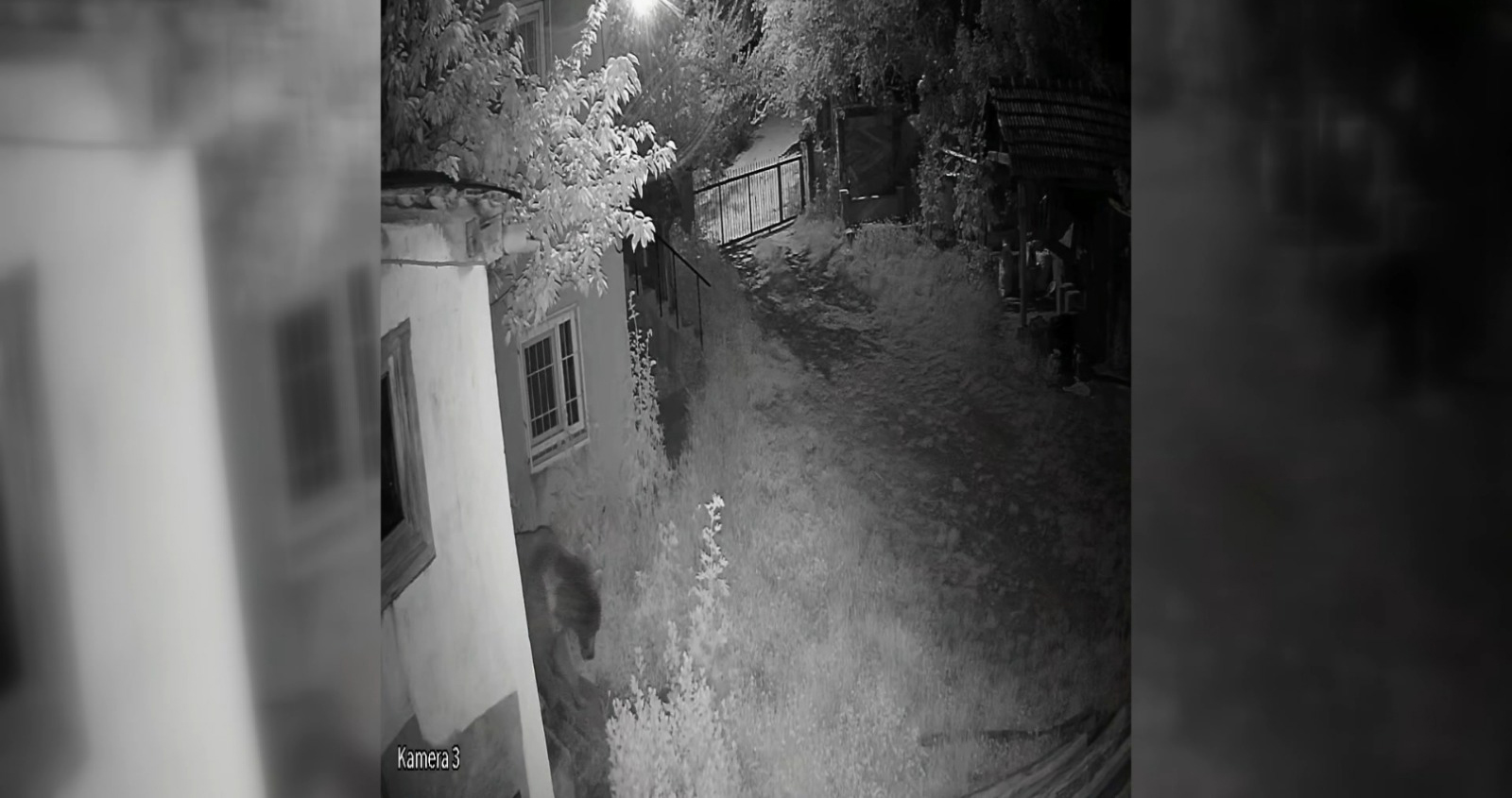 EVİN BAHÇESİNE GİREN AYI KAMERAYA YANSIDI