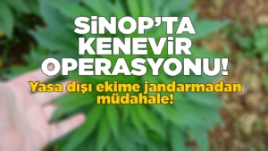 Sinop’ta kaçak kenevir eken şahıslar yakalandı