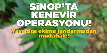 Sinop’ta kaçak kenevir eken şahıslar yakalandı