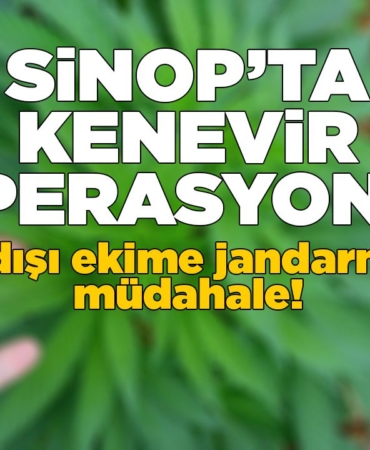 Sinop’ta kaçak kenevir eken şahıslar yakalandı