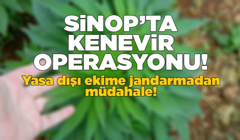 Sinop’ta kaçak kenevir eken şahıslar yakalandı