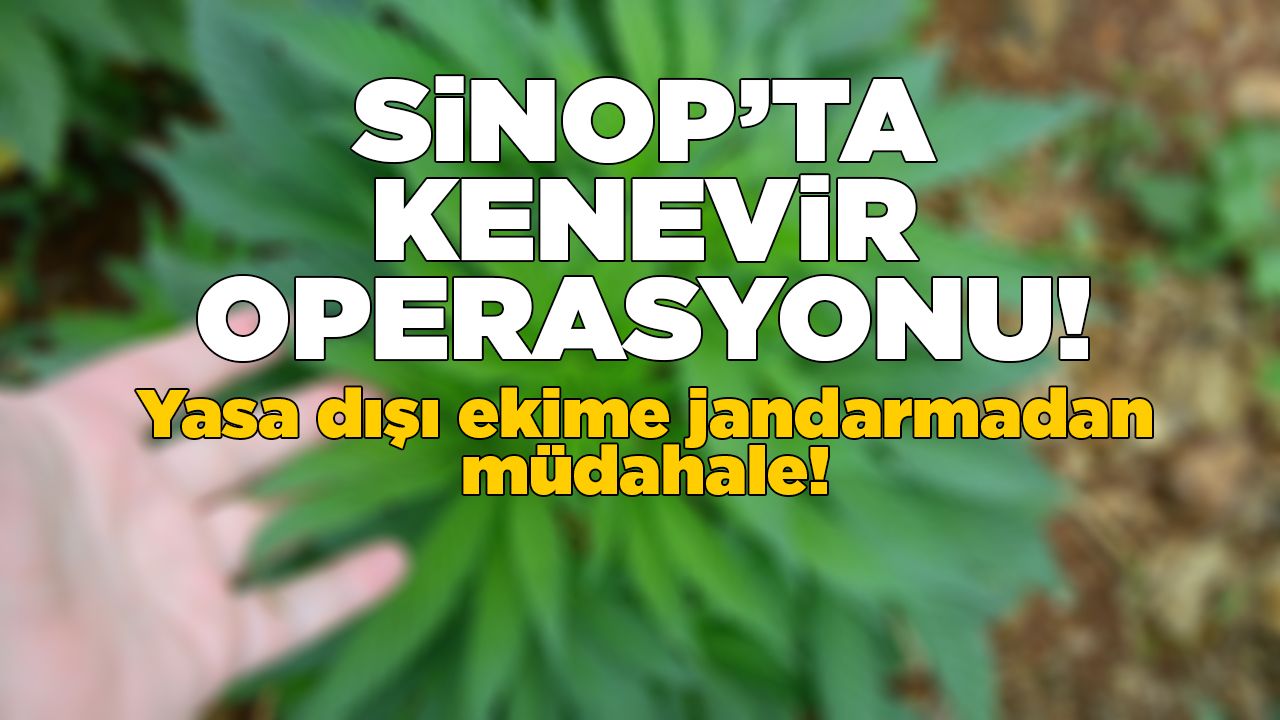 kenevir