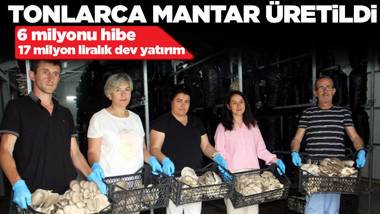 mantar