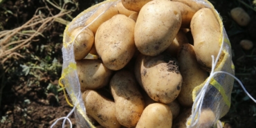 niksarda-30-bin-ton-patates-rekoltesi-hedefleniyor