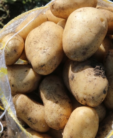 niksarda-30-bin-ton-patates-rekoltesi-hedefleniyor