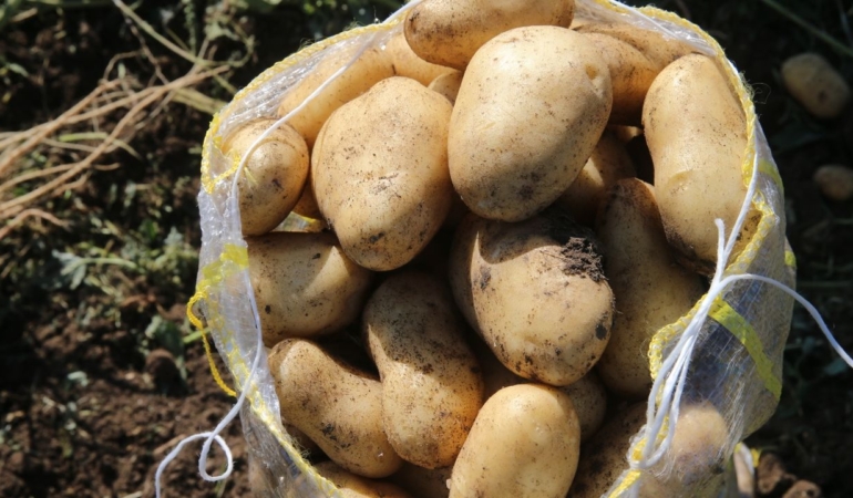 Niksar’da 30 bin ton patates rekoltesi hedefleniyor
