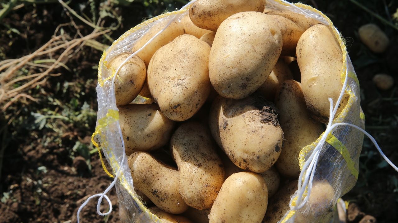 niksarda-30-bin-ton-patates-rekoltesi-hedefleniyor