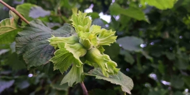 orduda-findik-toplama-yevmiyesi-1200-tl-olarak-belirlendi