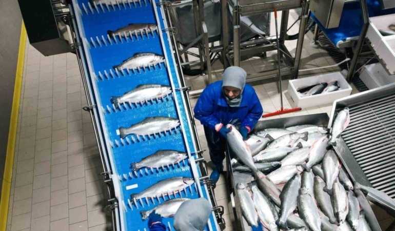 Samsun, su ürünleri ihracatında yükseliyor