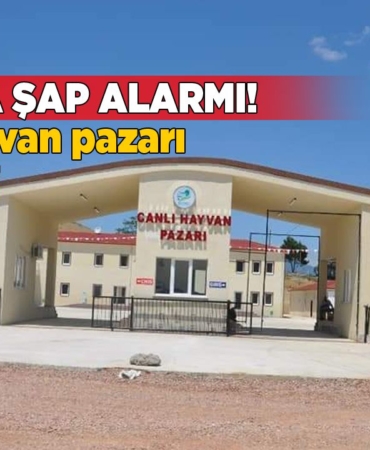 Sinop’ta şap alarmı: Hayvan pazarı kapatıldı!