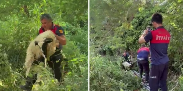 sinopkoyunkurtarmaitfaiye