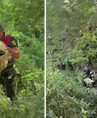 sinopkoyunkurtarmaitfaiye