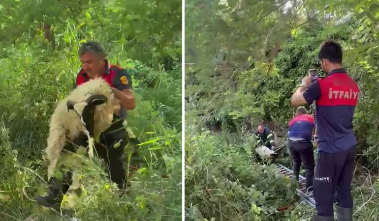 Sinop’ta dereye düşen koyunu itfaiye kurtardı