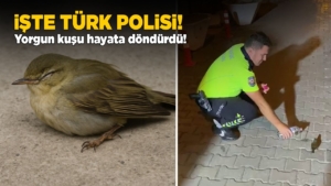 sinoppolisyorgunkus