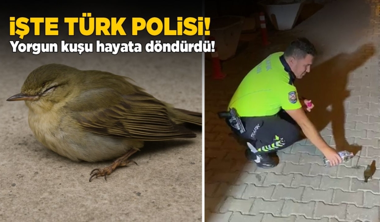 Yorgun kuşa Sinop polisinden yardım eli