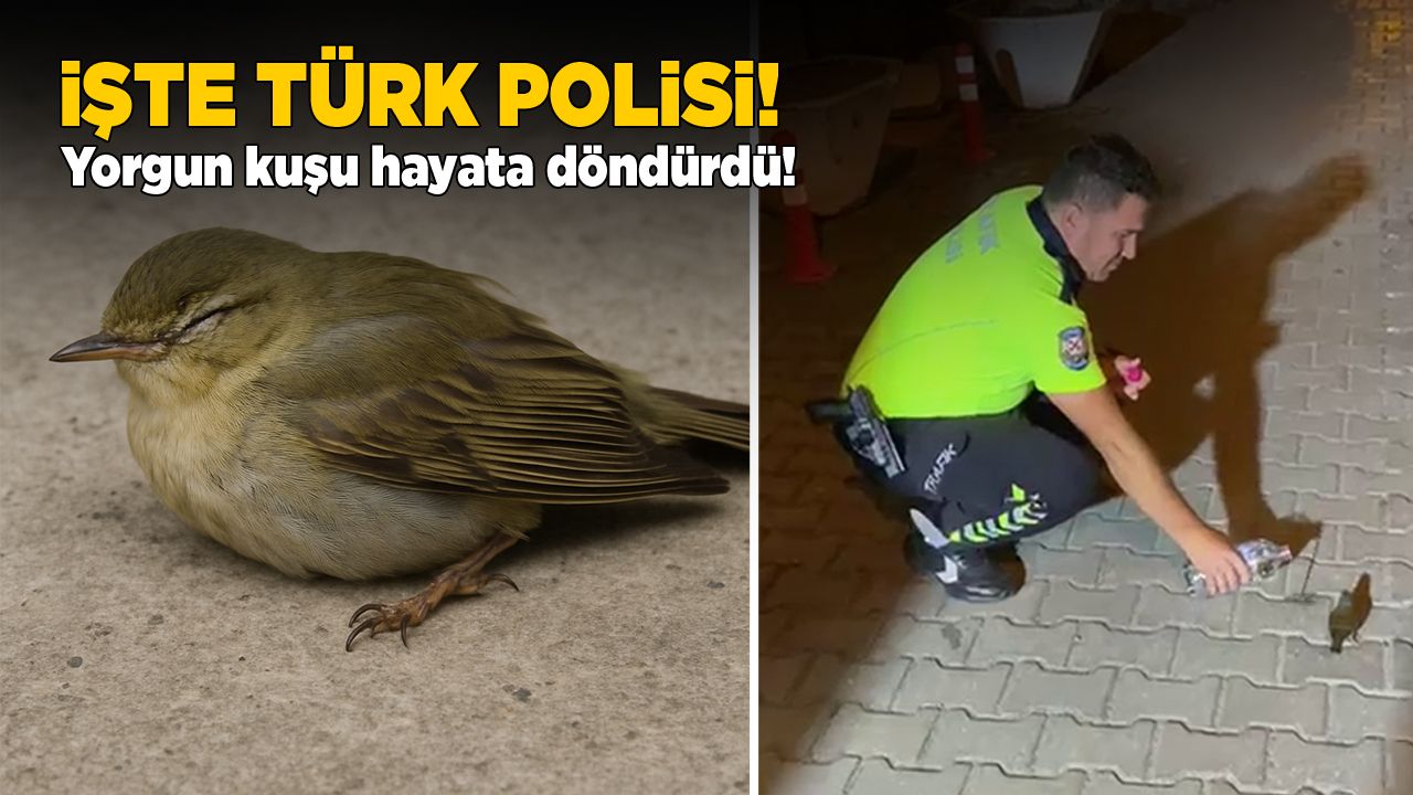 sinoppolisyorgunkus