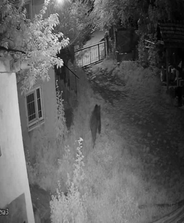 sinopta-bahceye-giren-ayi-kameraya-yakalandi