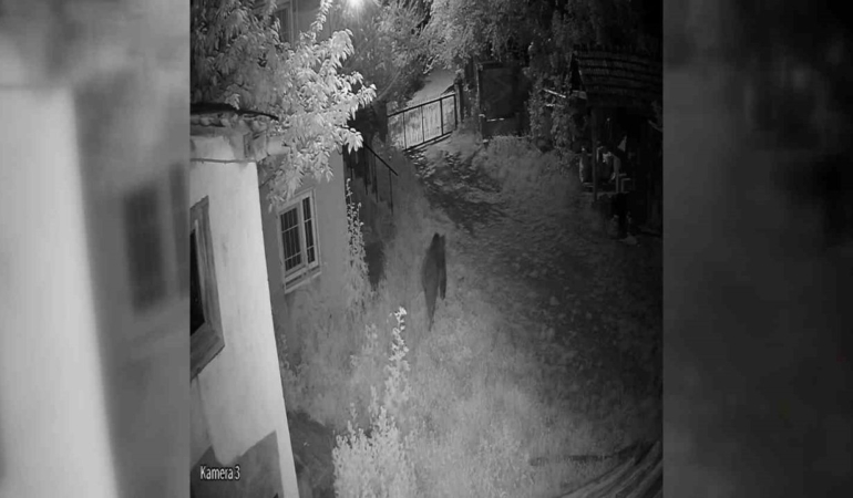 Sinop’ta bahçeye giren ayı kameraya yakalandı