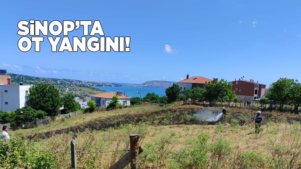sinoptaotyangini