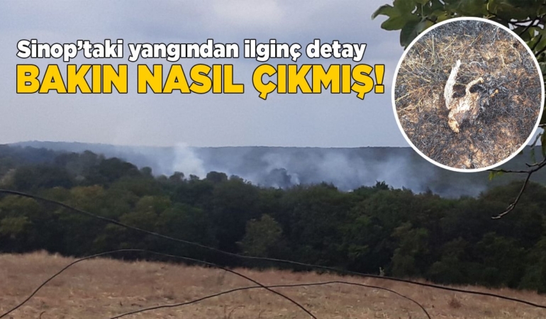 Sinop’taki yangından ilginç detay ortaya çıktı