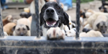 thumbs-b-c-9dd25ab96bfc4eb7d17d3751cbe8a1af