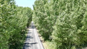 tokattaki-koy-yolu-agac-tuneli-suruculeri-buyuluyor