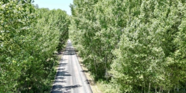 tokattaki-koy-yolu-agac-tuneli-suruculeri-buyuluyor