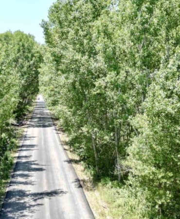 tokattaki-koy-yolu-agac-tuneli-suruculeri-buyuluyor