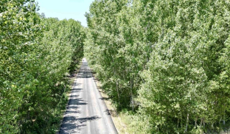 Tokat’taki köy yolu ağaç tüneli sürücüleri büyülüyor