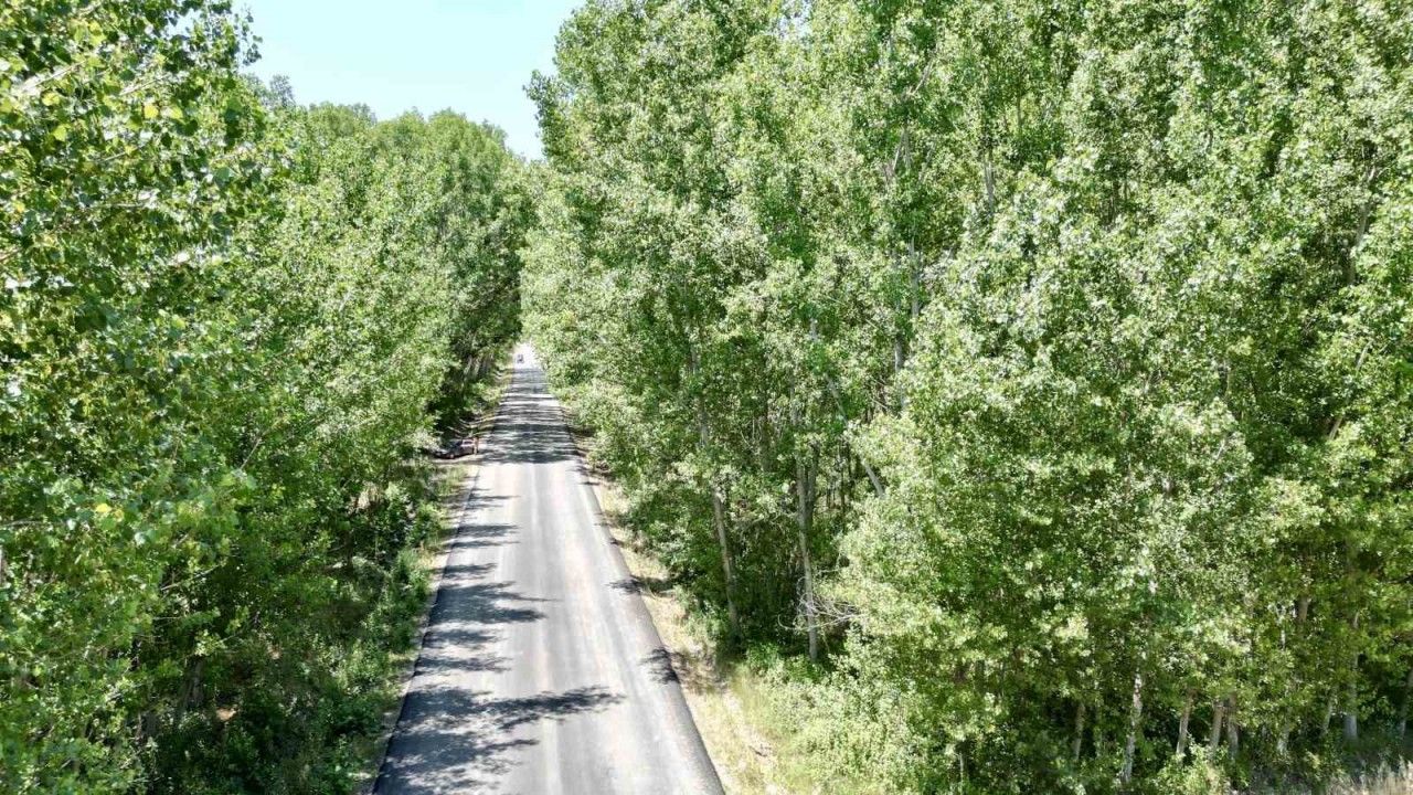tokattaki-koy-yolu-agac-tuneli-suruculeri-buyuluyor