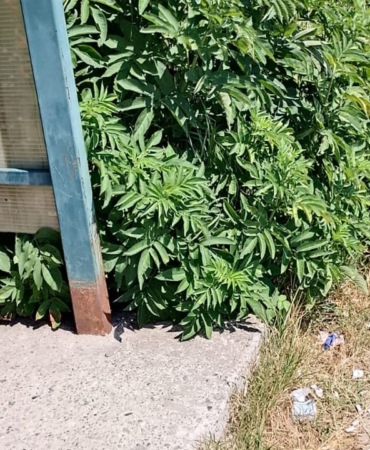 whatsapp-image-2025-07-05-at-121448