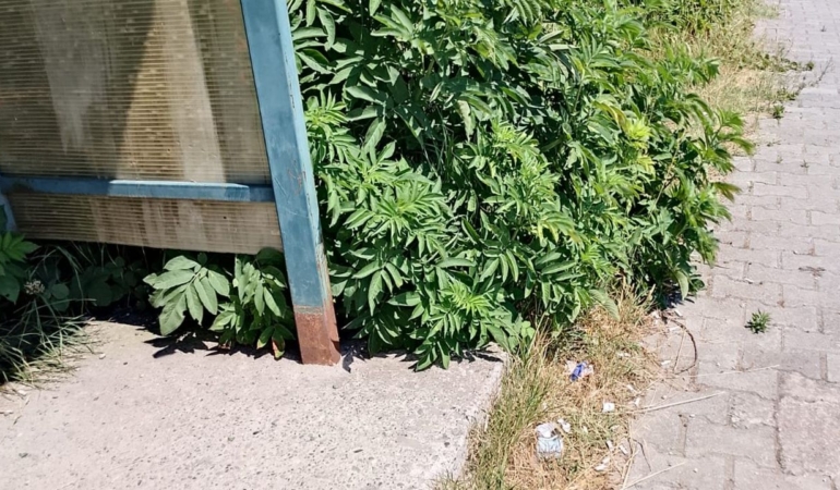 Vatandaş isyan etti: “Bu sene çok yılan var, durakta bekleyemiyoruz”