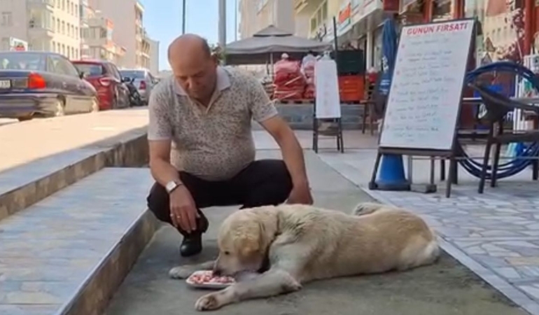 Sinoplu emlakçıdan duyarlı davranış: Sokak hayvanlarına su çağrısı