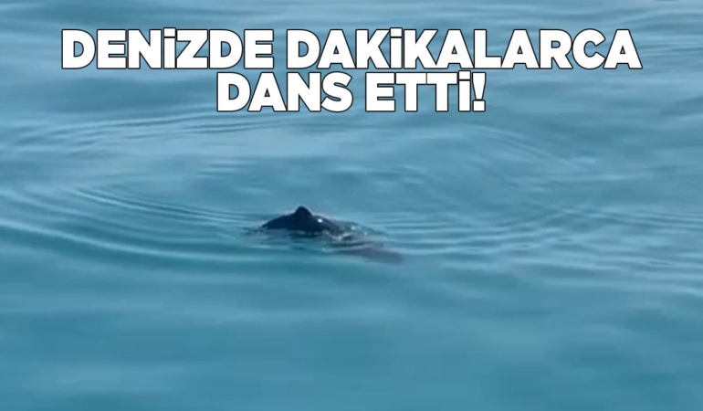 Yavru yunusun neşeli dansı kamerada!