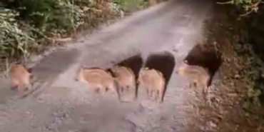 yemek-arayan-domuzlar-goruntulendi