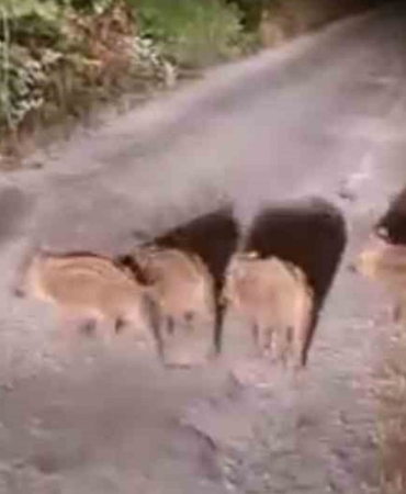 yemek-arayan-domuzlar-goruntulendi