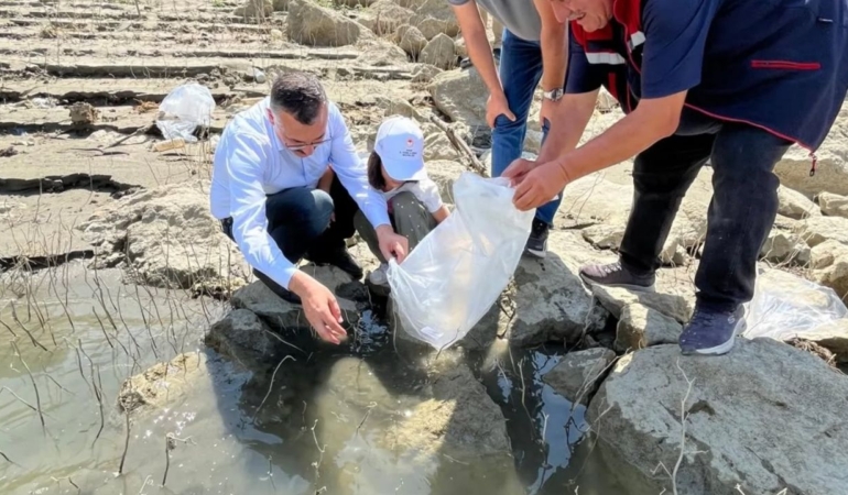 158 bin yavru sazan baraj ve göletlere bırakıldı