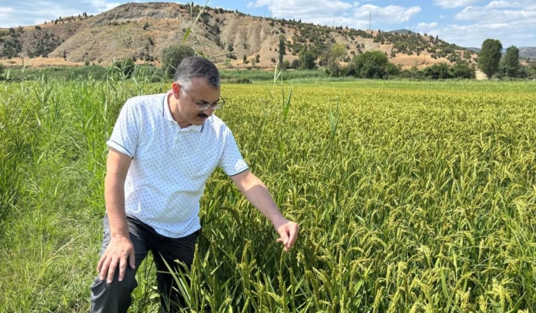 Damla sulama ve AWD yöntemi çeltik üretimine umut oluyor