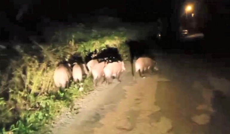 ac-kalan-domuz-surusu-mahalleye-indi