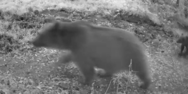 anne-ayi-ve-3-yavrusu-kameraya-yansidi