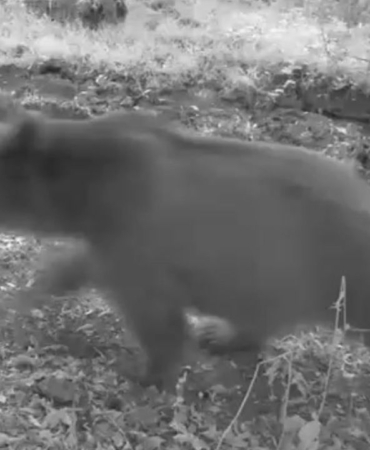 anne-ayi-ve-3-yavrusu-kameraya-yansidi